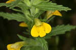 Yellow glandweed